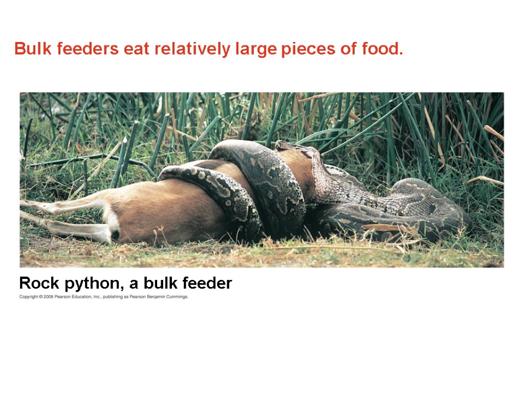 Bulk feeders eat relatively large pieces of food. Rock python, a bulk feeder